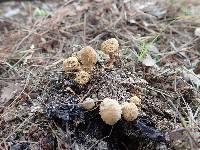 Asterophora lycoperdoides image