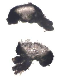 Caloplaca variabilis image