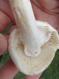 Amanita canescens image