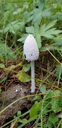 Coprinopsis nivea image