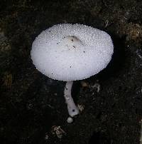 Leucocoprinus cepistipes image