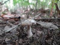 Amanita sect. Vaginatae image