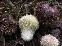 Lycoperdon echinatum image