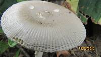 Amanita sect. Vaginatae image