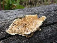 Trametes ochracea image