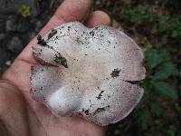 Cortinarius lilacinus image