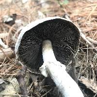 Agaricus vinosobrunneofumidus image