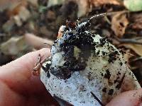 Agaricus bresadolanus image