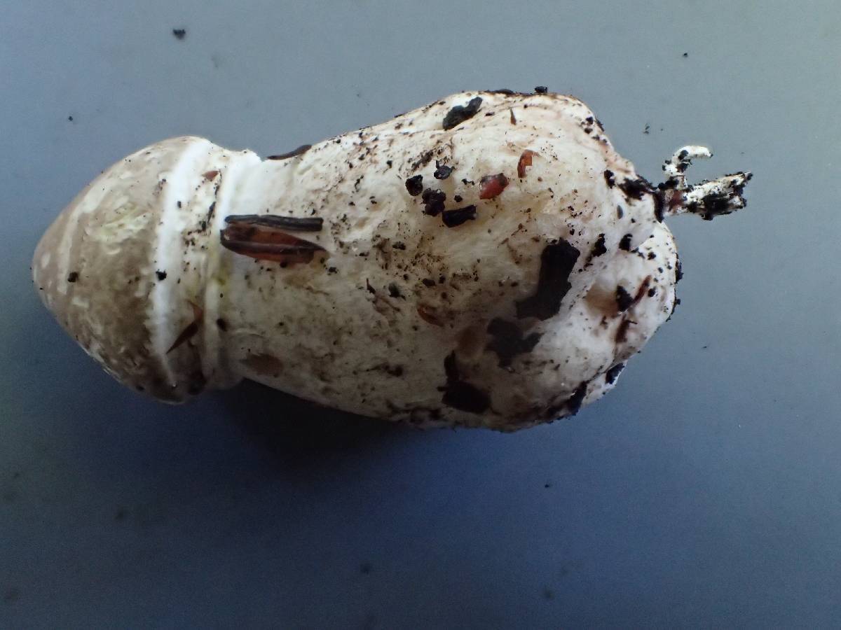 Agaricus bresadolanus image
