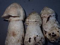 Agaricus bresadolanus image