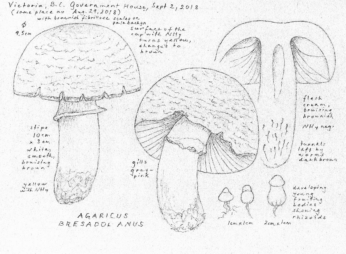 Agaricus bresadolanus image