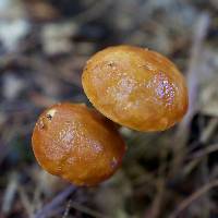 Leccinum longicurvipes image