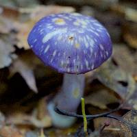 Cortinarius iodes image