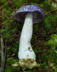 Cortinarius iodes image