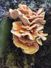 Laetiporus cincinnatus image