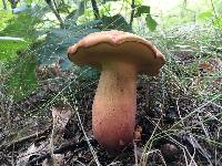 Lanmaoa pseudosensibilis image