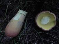 Lanmaoa pseudosensibilis image