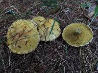 Suillus americanus image
