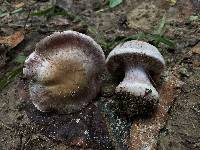 Cortinarius alboviolaceus image