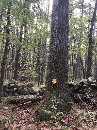 Laetiporus cincinnatus image