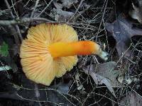 Hygrocybe punicea image