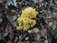 Ramaria flavescens image