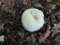 Russula inopina image