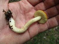 Leccinum longicurvipes image