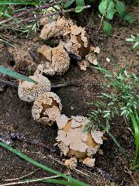 Lycoperdon marginatum image