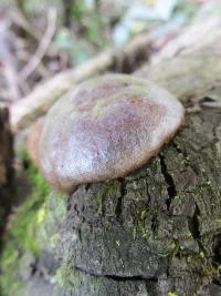 Reticularia lycoperdon image