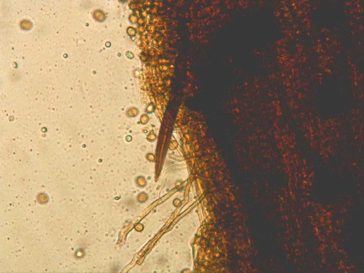 Inonotus quercustris image