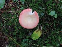 Russula aquosa image