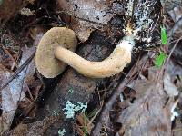 Suillus punctipes image