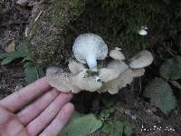 Pleurotus pulmonarius image