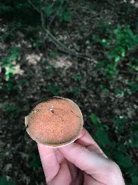 Tylopilus variobrunneus image