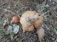 Suillus weaverae image