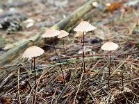 Marasmius pulcherripes image