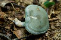 Clitocybe odora image