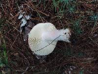 Russula xerampelina image