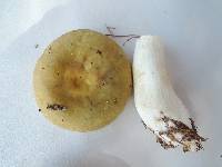 Russula clavipes image