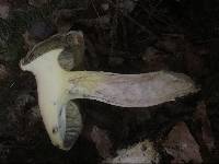 Boletus pallidus image