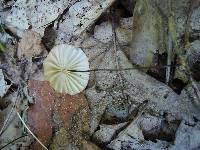 Marasmius siccus image