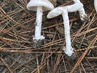 Amanita porphyria image