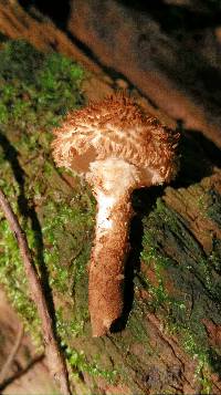 Leucopholiota decorosa image