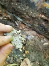 Ophiocordyceps variabilis image