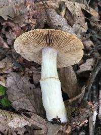 Cortinarius caperatus image