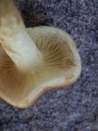 Pholiota spumosa image