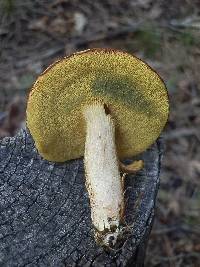 Boletus oregonensis image