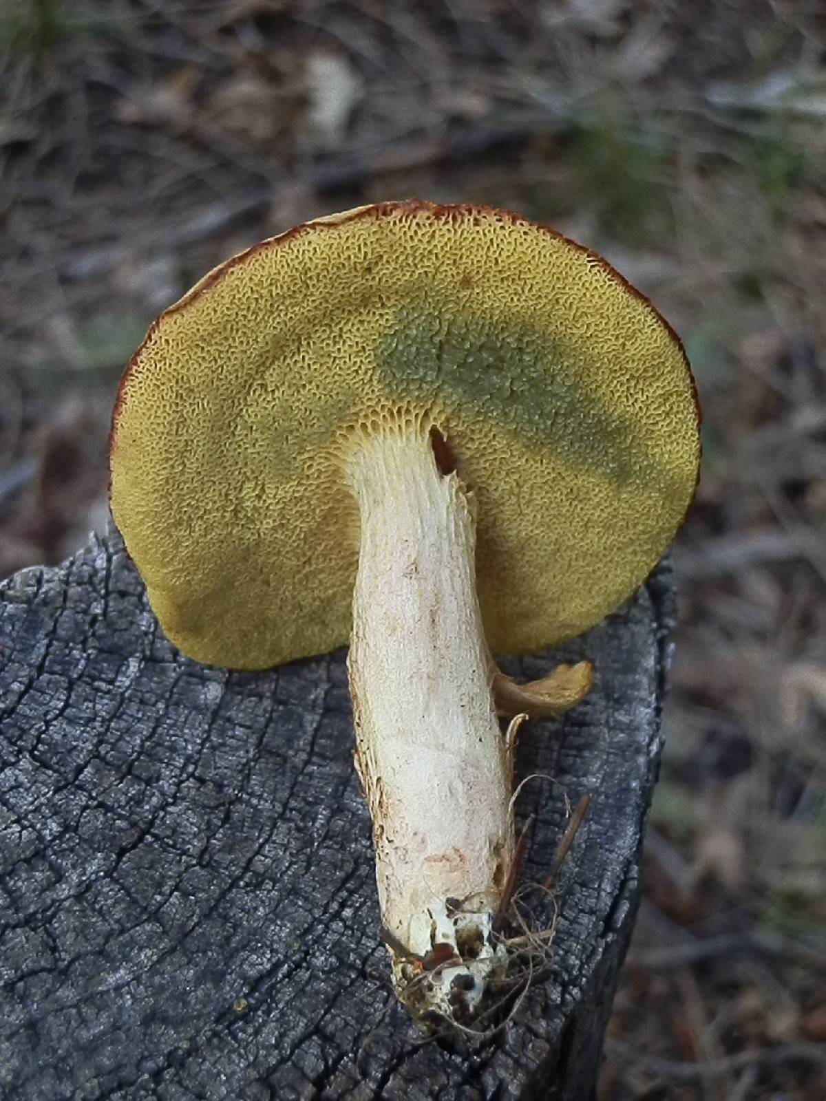 Boletus oregonensis image