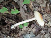 Amanita sect. Vaginatae image